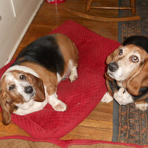 Meet your Posher, Maggie